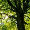 Tree-Mendous Change Needs Tremendous Efforts